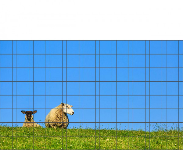 Schafe - Poster für Gittermattenzaun