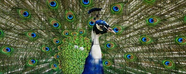 Pfau - Sichtschutzzaun Poster