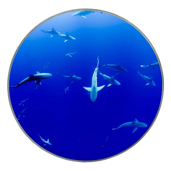 M-tec print® Bass Drum Fell - Deep Sea
