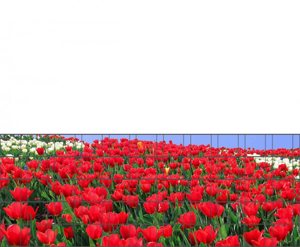 Tulpen - Poster für Gittermattenzaun