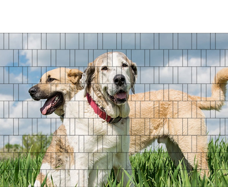 Hunde - Poster für Gittermattenzaun