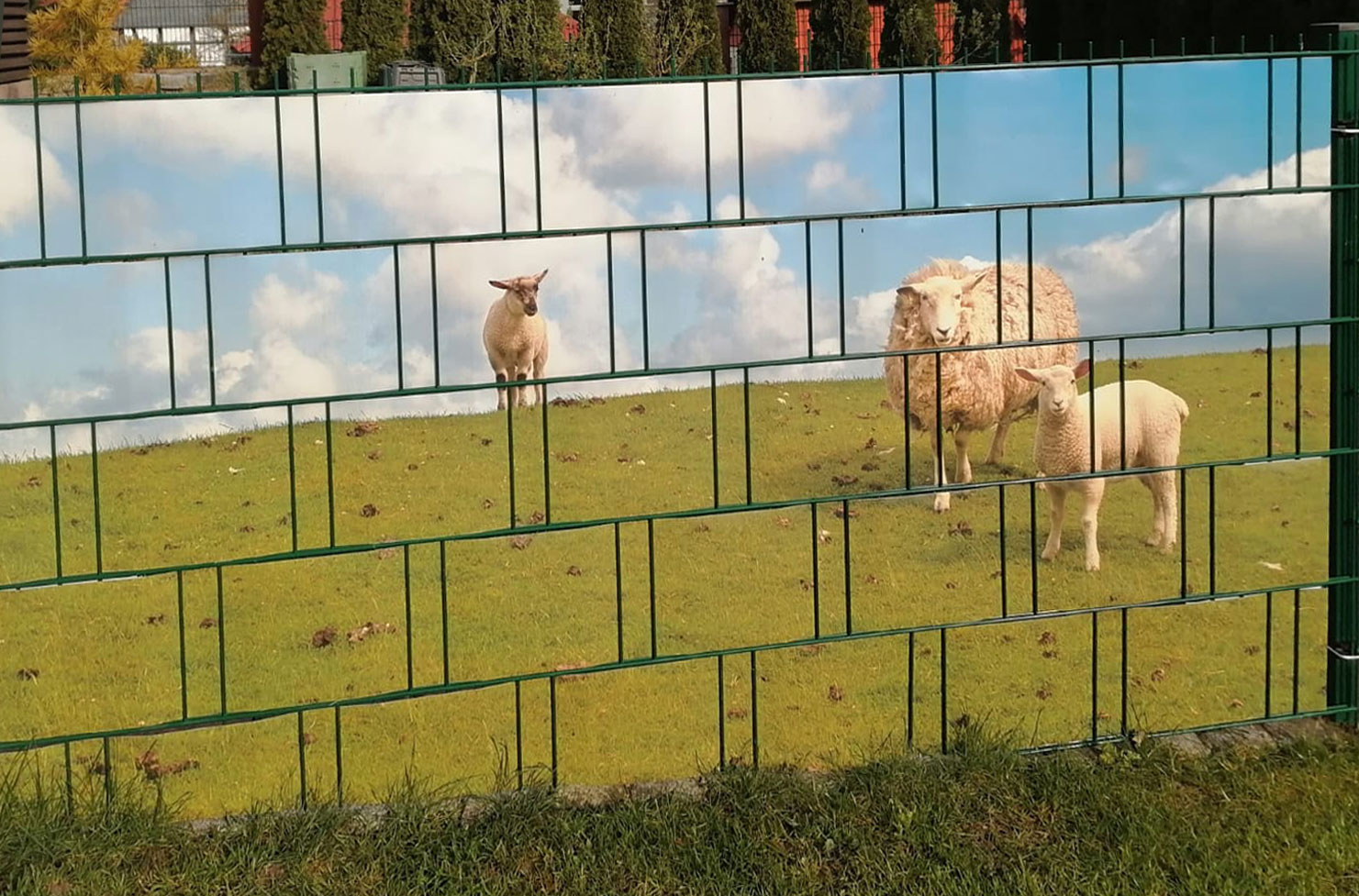 Zaunposter Schafe Zaunposter Schafe