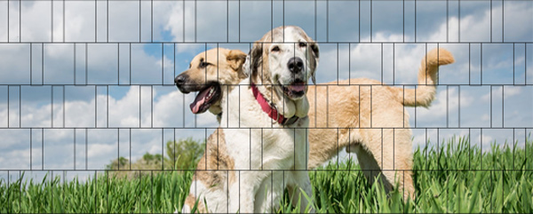 Hunde - Poster für Gittermattenzaun