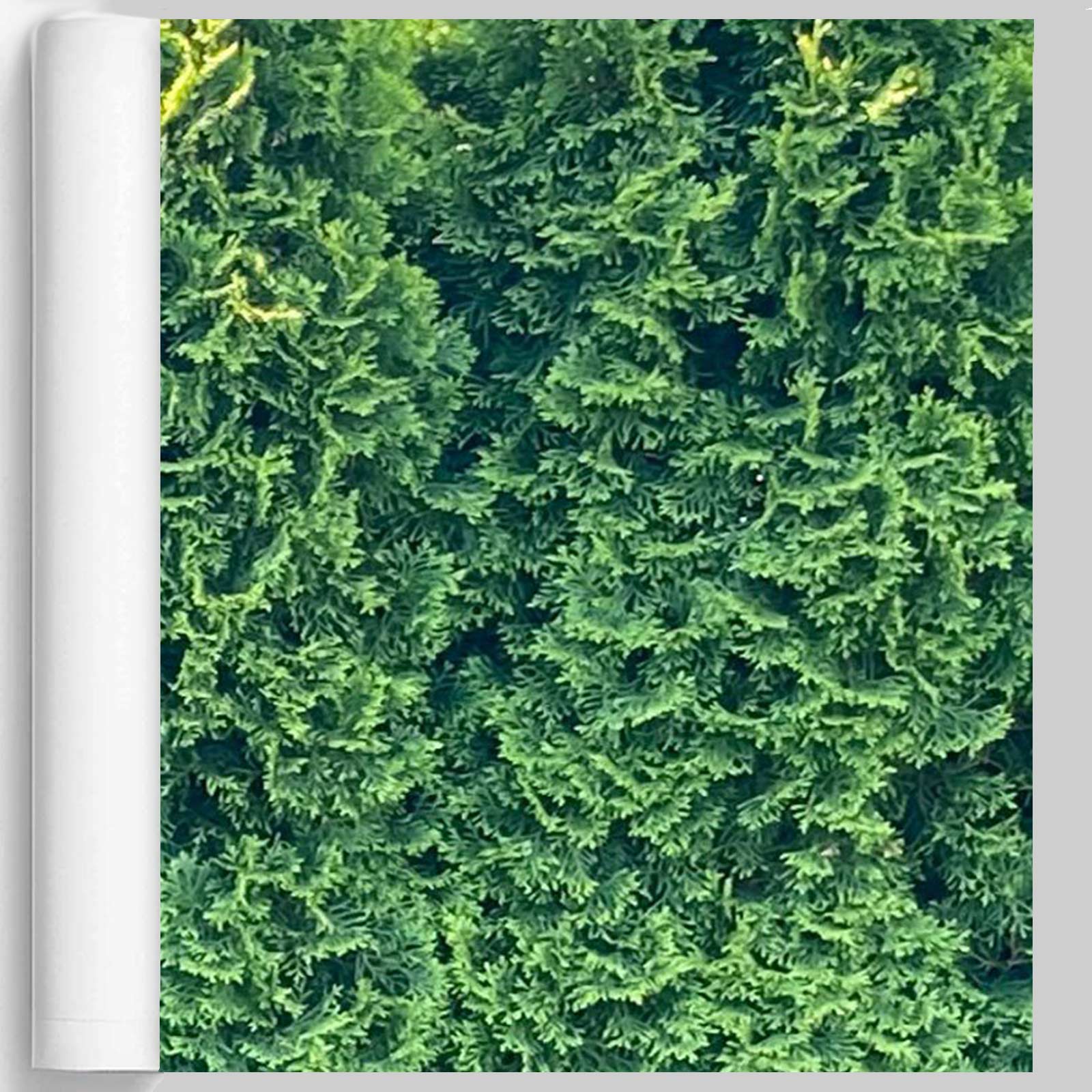 M-tec print® Planen Poster |  Thuja Banner