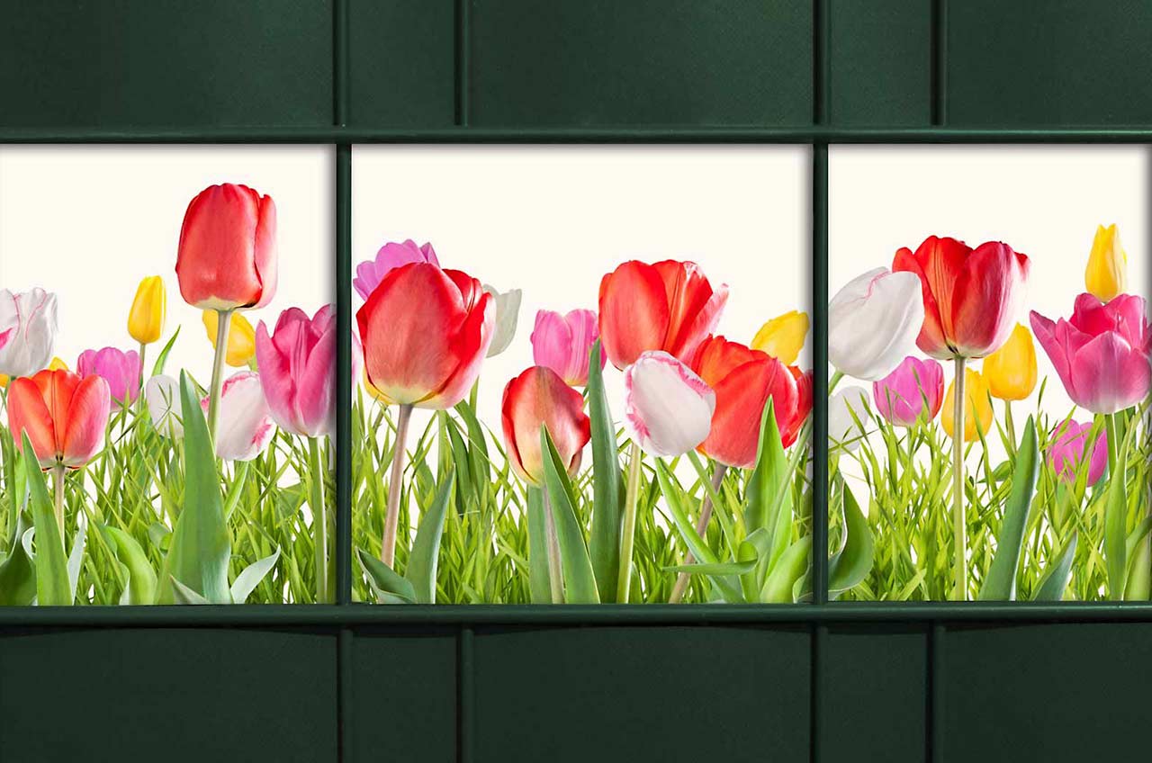 Zaun_sichtsutz_streifen-motiv_tulpen
