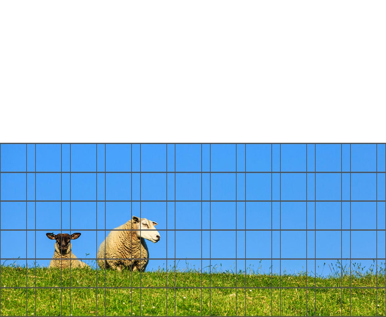 Schafe - Poster für Gittermattenzaun