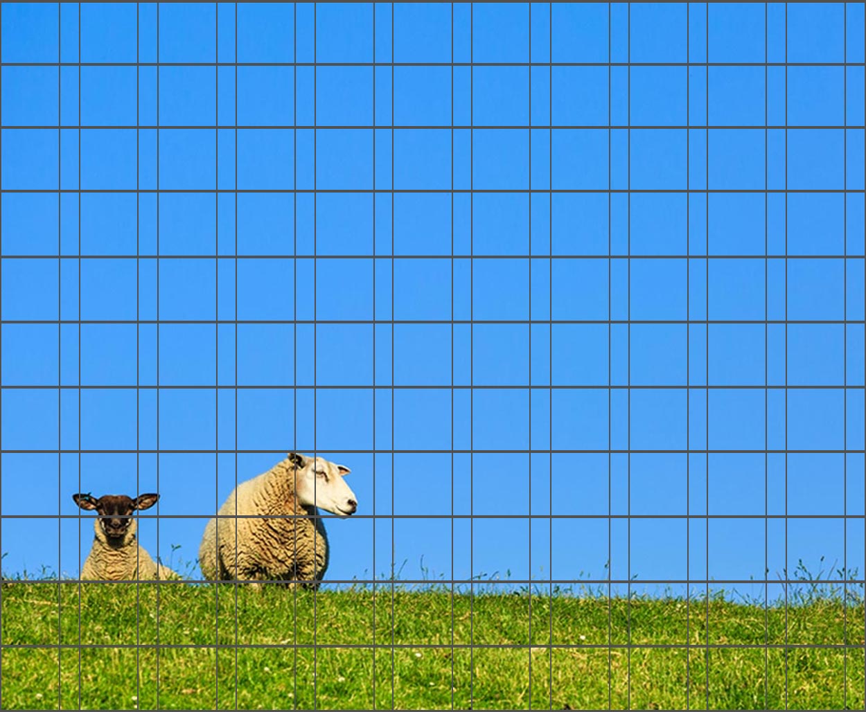 Schafe - Poster für Gittermattenzaun