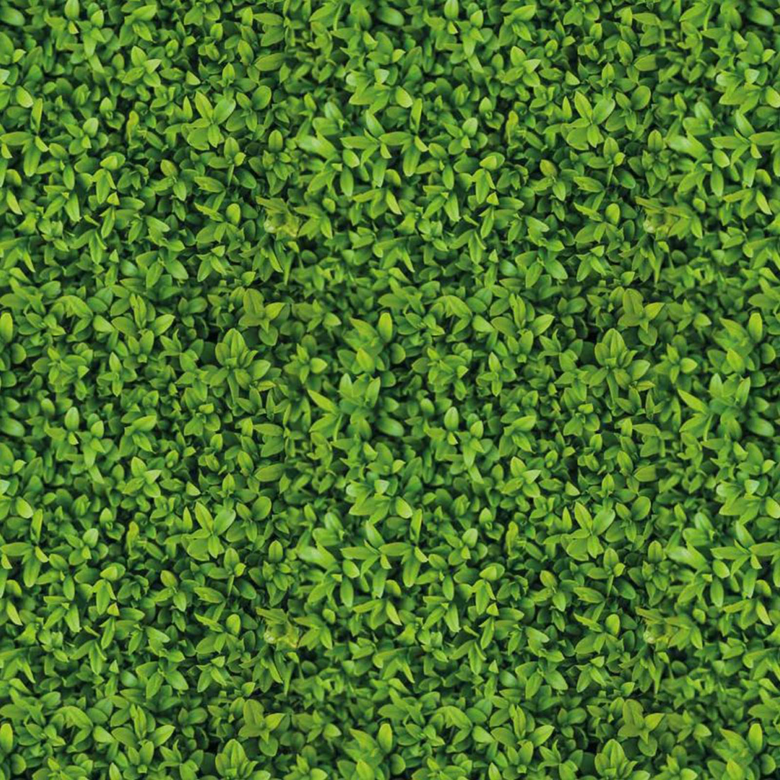 M-tec print® Planen Poster |  Buchsbaum 
