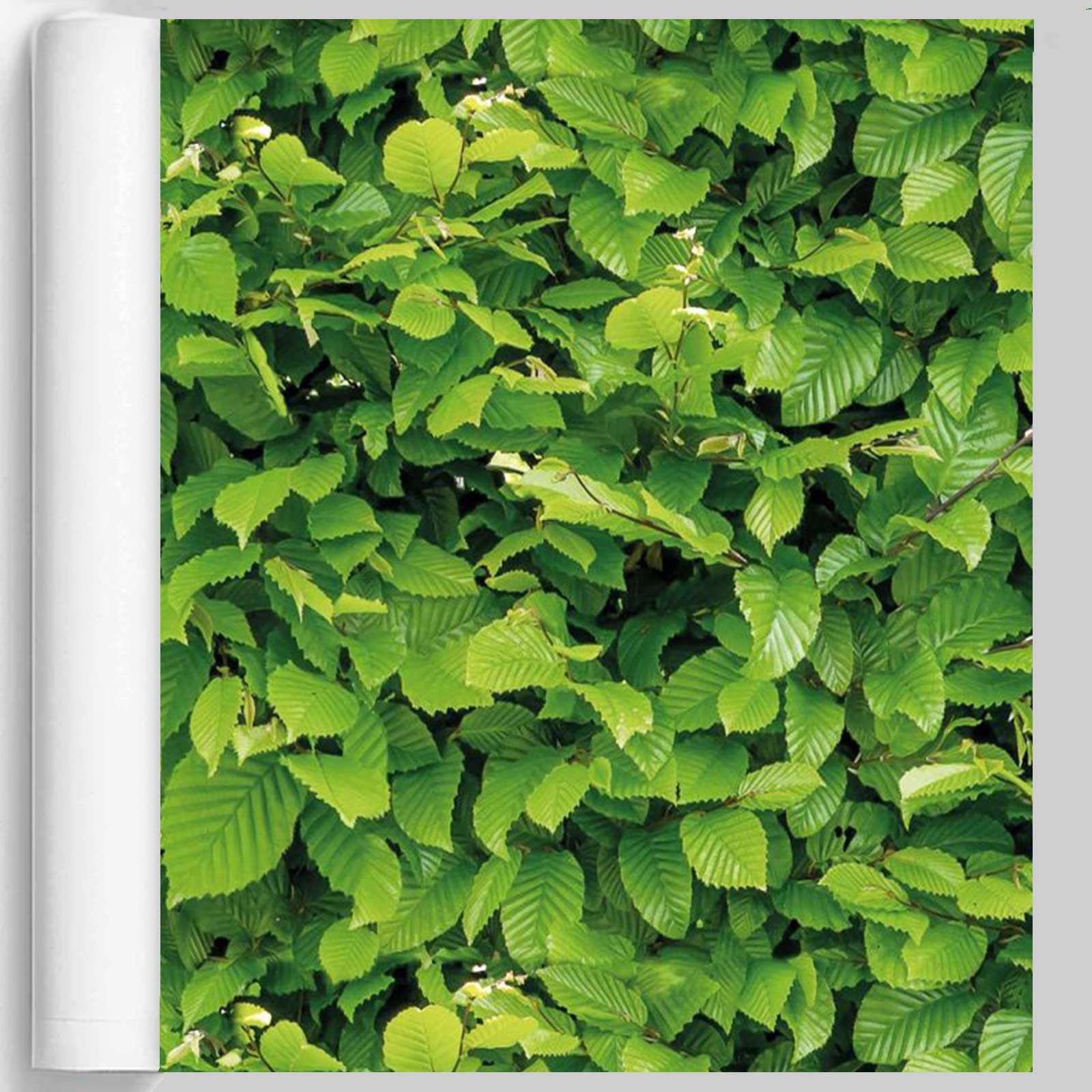 M-tec print® Planen Poster |  Hainbuche