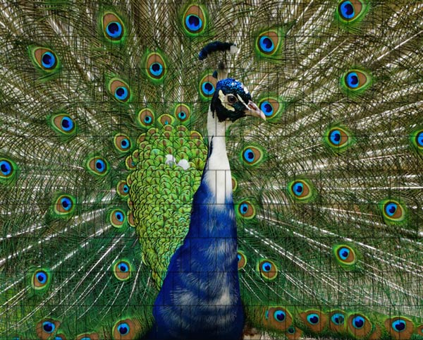 Pfau - Sichtschutzzaun Poster