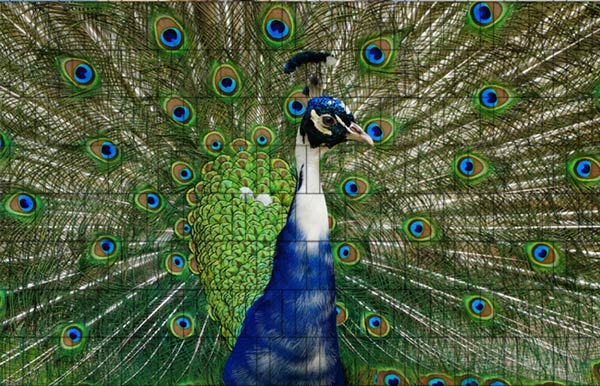 Pfau - Sichtschutzzaun Poster