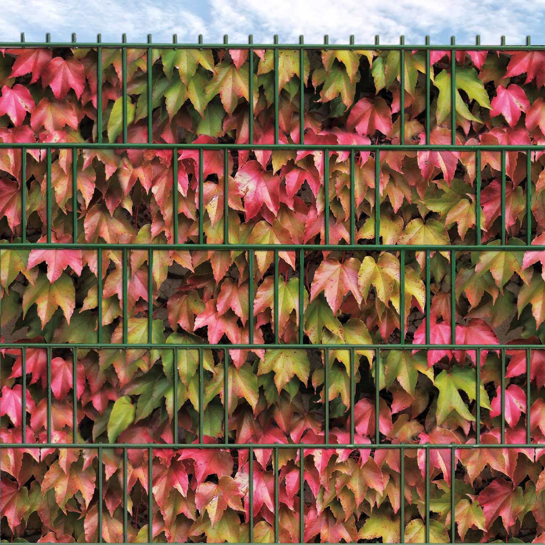 M-tec print® Weich PVC - Herbstweinhecke