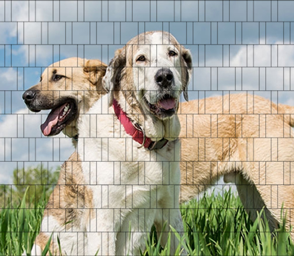Hunde - Poster für Gittermattenzaun