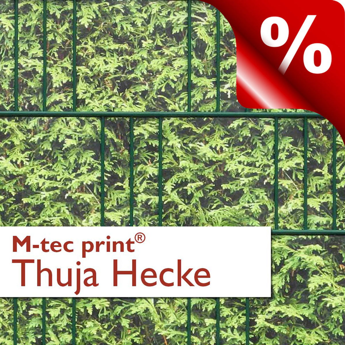 Thuja Hecke 3er Pack - B-Ware Schnäppchen