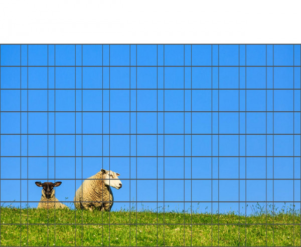 Schafe - Poster für Gittermattenzaun