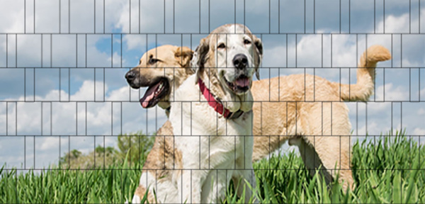 Hunde - Poster für Gittermattenzaun
