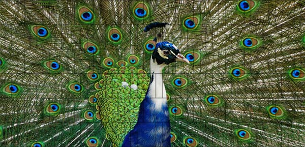Pfau - Sichtschutzzaun Poster