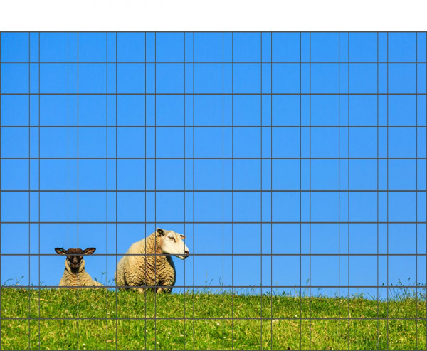 Schafe - Poster für Gittermattenzaun