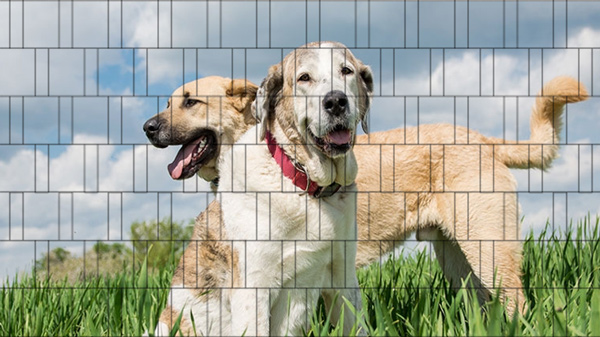 Hunde - Poster für Gittermattenzaun