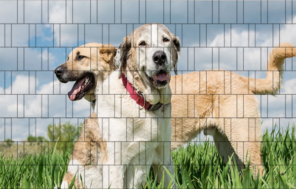 Hunde - Poster für Gittermattenzaun