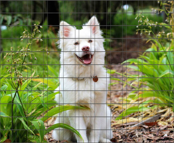 Hundewelpe - Bedruckter Zaun-Sichtschutz