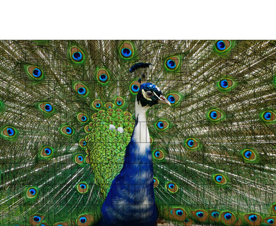 Pfau - Sichtschutzzaun Poster