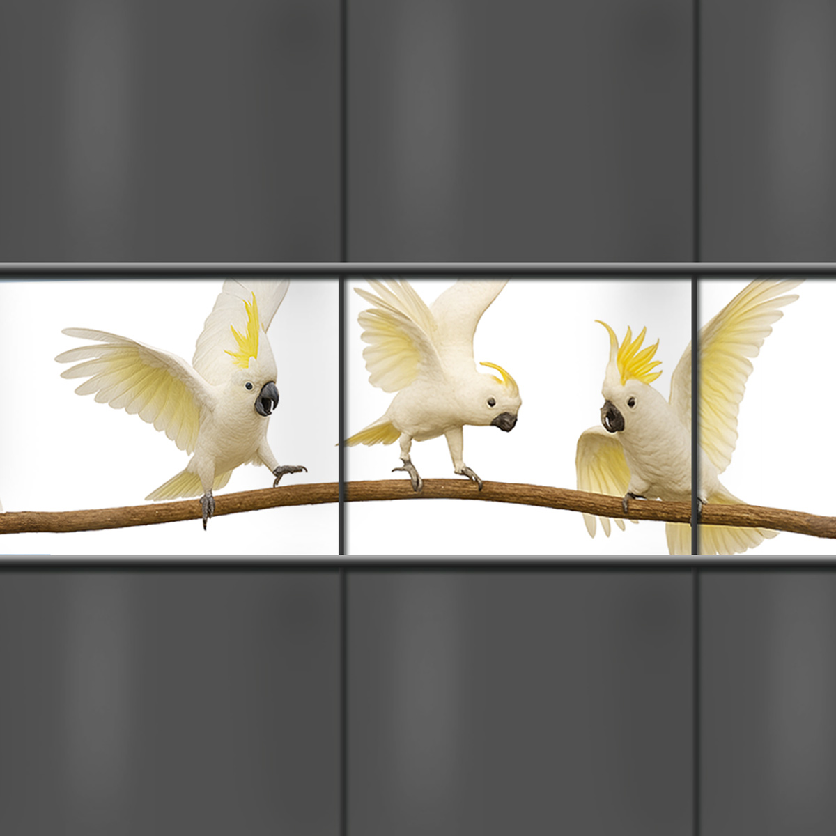 M-tec Kreativstreifen - Wild Kakadus