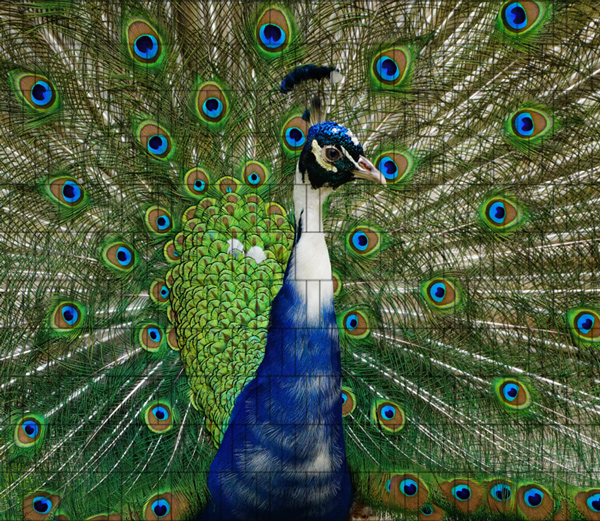 Pfau - Sichtschutzzaun Poster