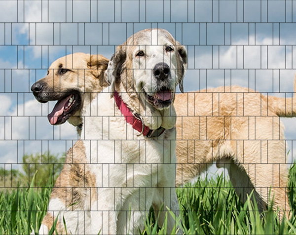 Hunde - Poster für Gittermattenzaun