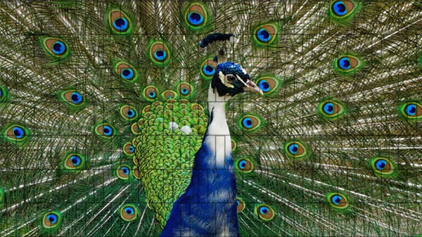 Pfau - Sichtschutzzaun Poster