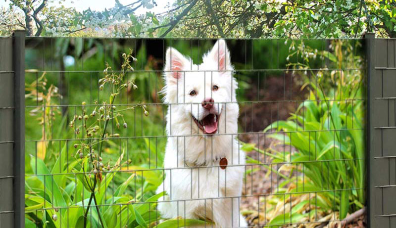 Hundewelpe Zaunposter Hundewelpe Zaunposter