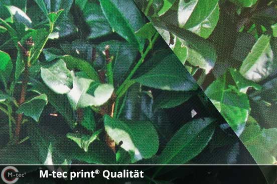 M-tec print Qualität Kirschlorbeer M-tec print Qualität Kirschlorbeer